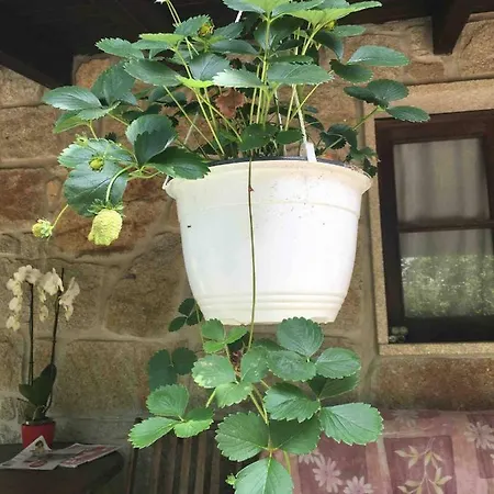 Forest House Casinha Do Carvalhal Gospodarstwo agroturystyczne *