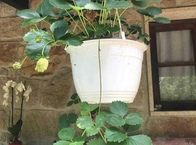 Forest House Casinha Do Carvalhal Feriegård *